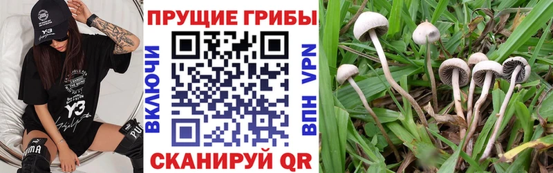 как найти   Дигора  Псилоцибиновые грибы ЛСД 